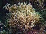 Tallo isolato con fronde lassamente spiralate